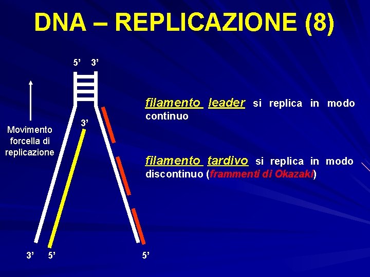 DNA – REPLICAZIONE (8) 5’ 3’ filamento leader si replica in modo Movimento forcella