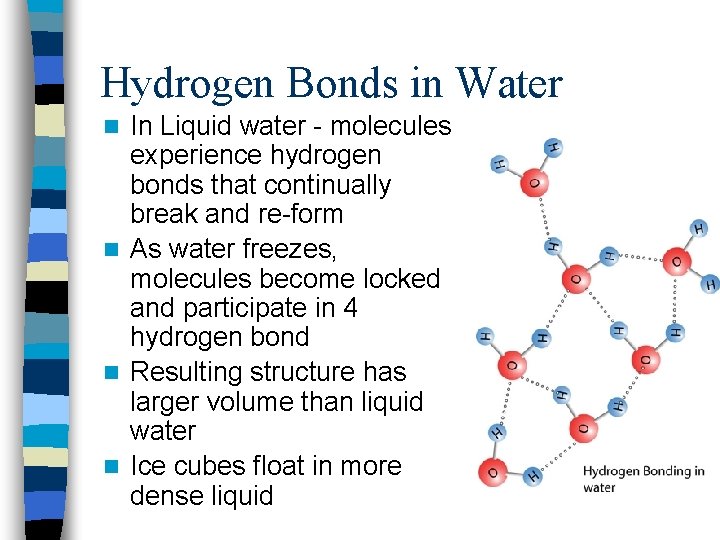 Hydrogen Bonds in Water In Liquid water - molecules experience hydrogen bonds that continually