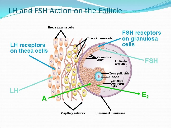 LH and FSH Action on the Follicle Theca externa cells Theca interna cells LH
