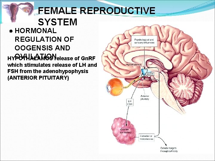 FEMALE REPRODUCTIVE SYSTEM HORMONAL REGULATION OF OOGENSIS AND OVULATIONrelease of Gn. RF HYPOTHALAMUS which