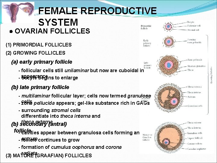 FEMALE REPRODUCTIVE SYSTEM OVARIAN FOLLICLES (1) PRIMORDIAL FOLLICLES (2) GROWING FOLLICLES (a) early primary