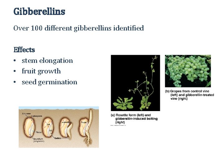 Gibberellins Over 100 different gibberellins identified Effects • stem elongation • fruit growth •