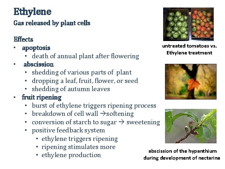 Ethylene Gas released by plant cells Effects untreated tomatoes vs. • apoptosis Ethylene treatment