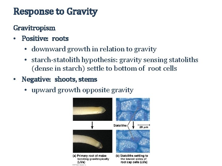 Response to Gravity Gravitropism • Positive: roots • downward growth in relation to gravity