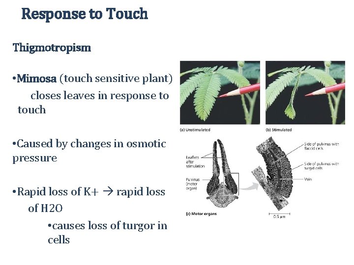 Response to Touch Thigmotropism • Mimosa (touch sensitive plant) closes leaves in response to