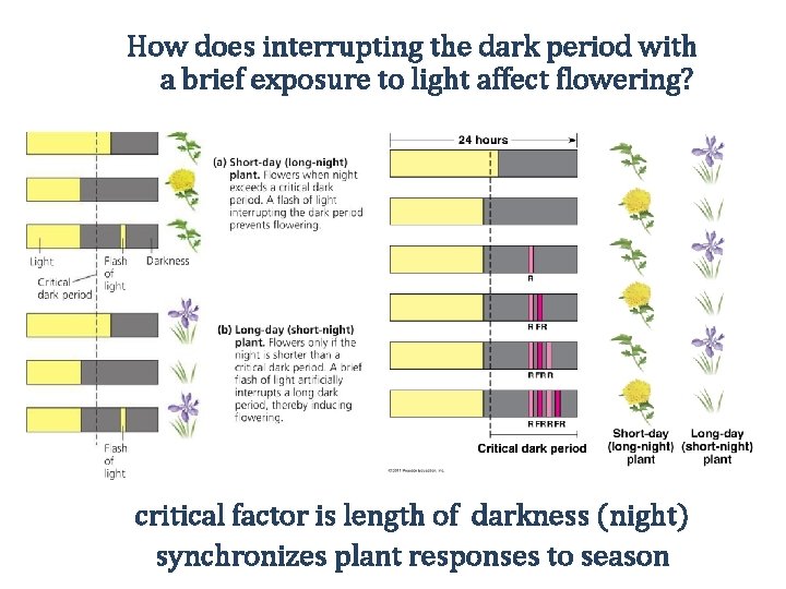 How does interrupting the dark period with a brief exposure to light affect flowering?
