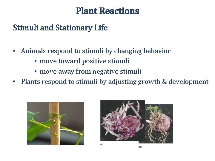 Plant Reactions Stimuli and Stationary Life • Animals respond to stimuli by changing behavior