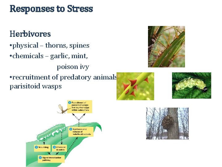 Responses to Stress Herbivores • physical – thorns, spines • chemicals – garlic, mint,