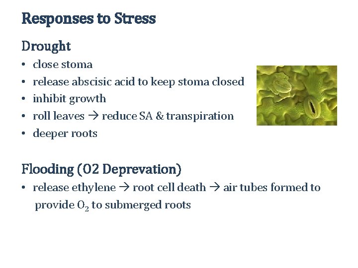 Responses to Stress Drought • • • close stoma release abscisic acid to keep