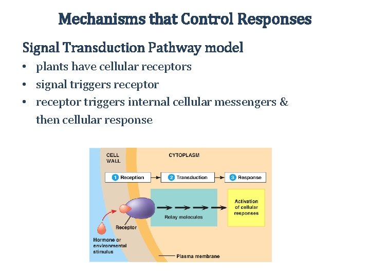 Mechanisms that Control Responses Signal Transduction Pathway model • plants have cellular receptors •