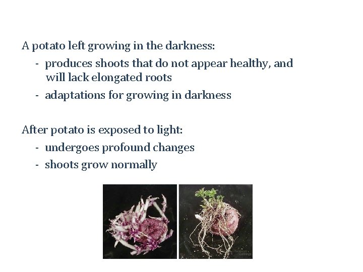 A potato left growing in the darkness: - produces shoots that do not appear