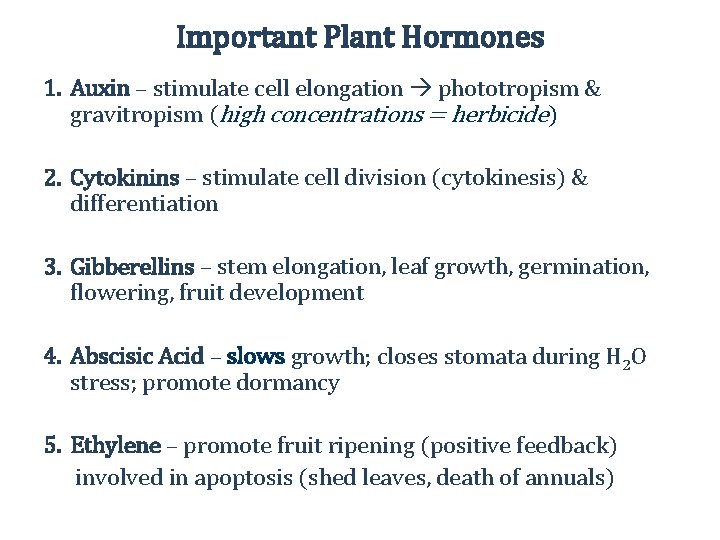 Important Plant Hormones 1. Auxin – stimulate cell elongation phototropism & gravitropism (high concentrations