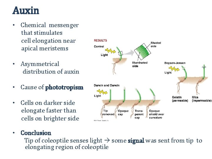 Auxin • Chemical messenger that stimulates cell elongation near apical meristems • Asymmetrical distribution