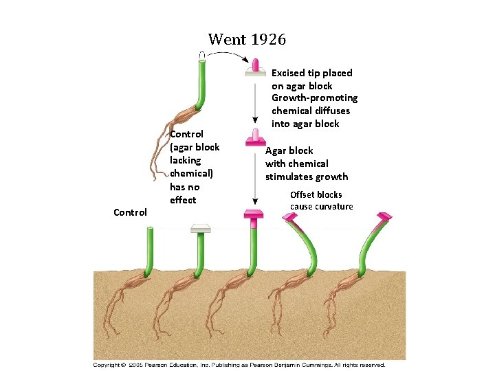 Went 1926 Control (agar block lacking chemical) has no effect Excised tip placed on