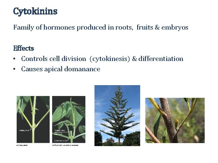 Cytokinins Family of hormones produced in roots, fruits & embryos Effects • Controls cell