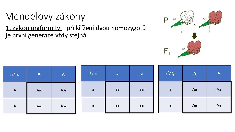 Mendelovy zákony 1. Zákon uniformity – při křížení dvou homozygotů je první generace vždy