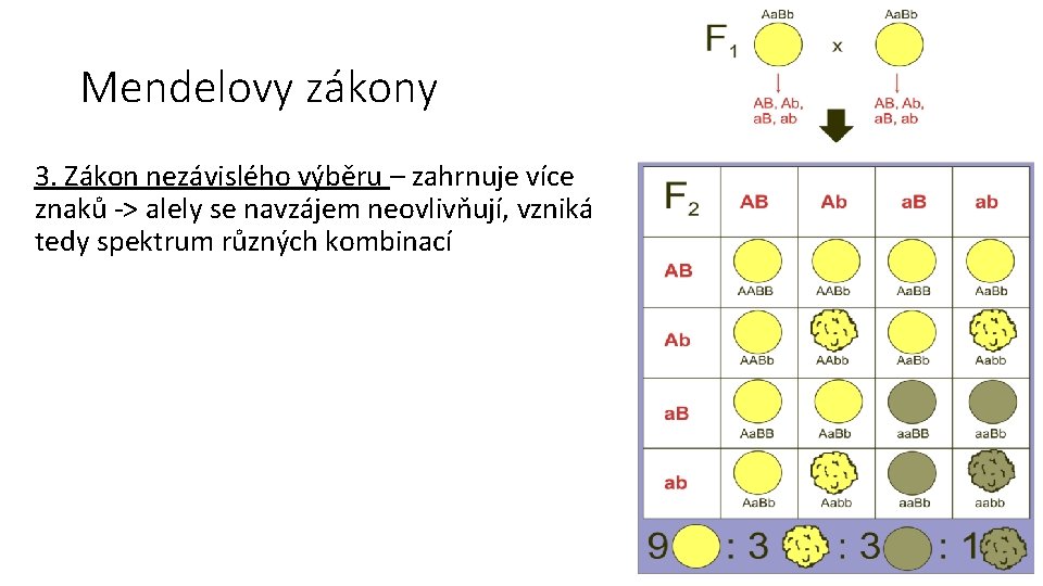 Mendelovy zákony 3. Zákon nezávislého výběru – zahrnuje více znaků -> alely se navzájem