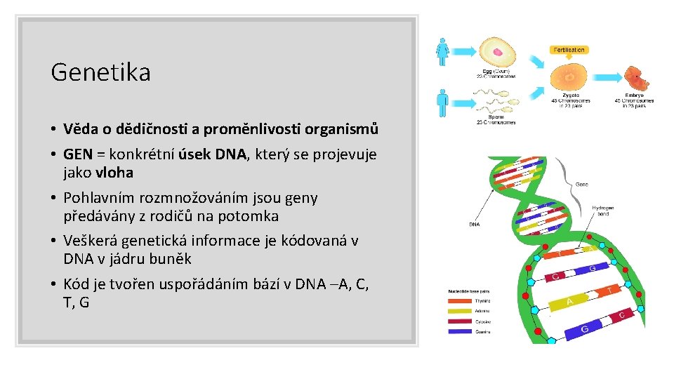 Genetika • Věda o dědičnosti a proměnlivosti organismů • GEN = konkrétní úsek DNA,