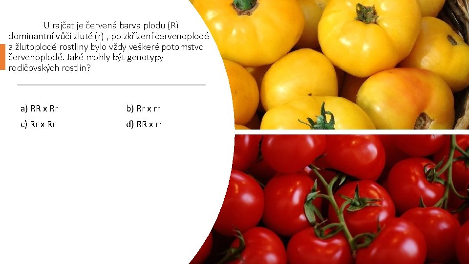 U rajčat je červená barva plodu (R) dominantní vůči žluté (r) , po zkřížení