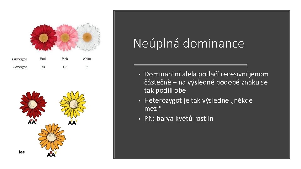 Neúplná dominance • • • Dominantní alela potlačí recesivní jenom částečně – na výsledné