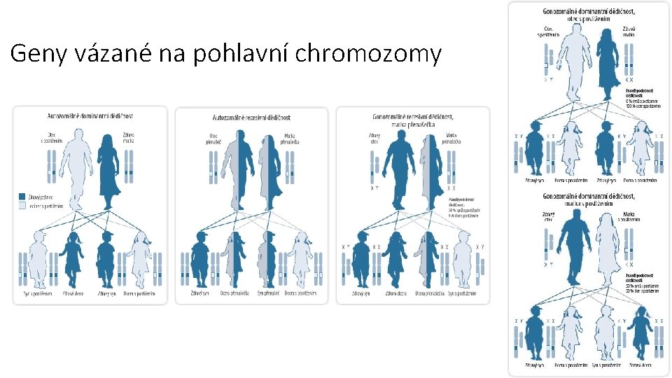Geny vázané na pohlavní chromozomy 