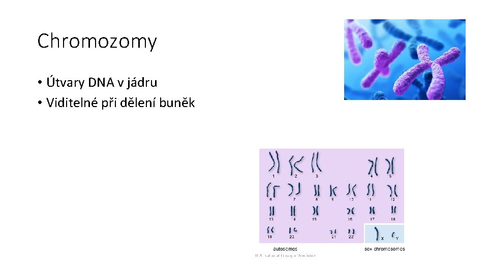 Chromozomy • Útvary DNA v jádru • Viditelné při dělení buněk 