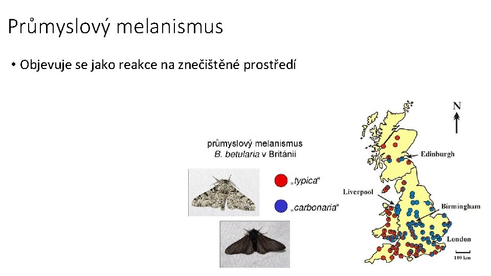 Průmyslový melanismus • Objevuje se jako reakce na znečištěné prostředí 