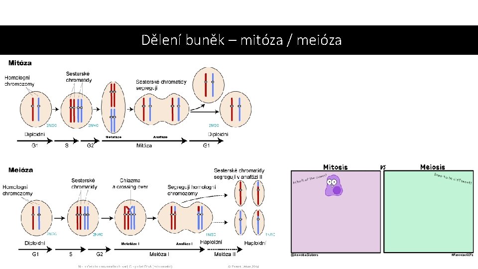 Dělení buněk – mitóza / meióza 