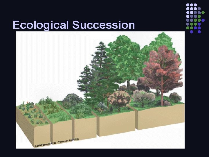 Ecological Succession 