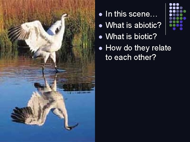 l l In this scene… What is abiotic? What is biotic? How do they