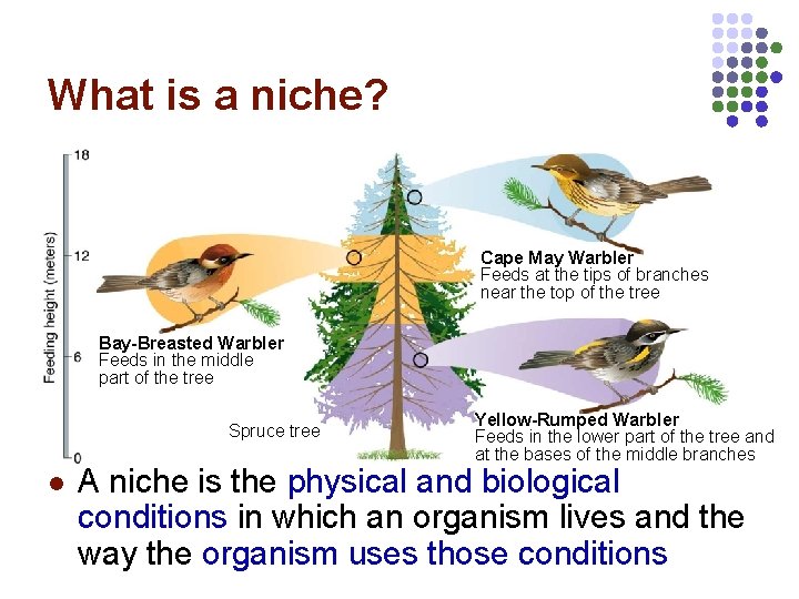 What is a niche? Cape May Warbler Feeds at the tips of branches near