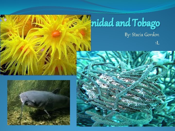 Marine Life in Trinidad and Tobago By: Stacia Gordon 1 L 