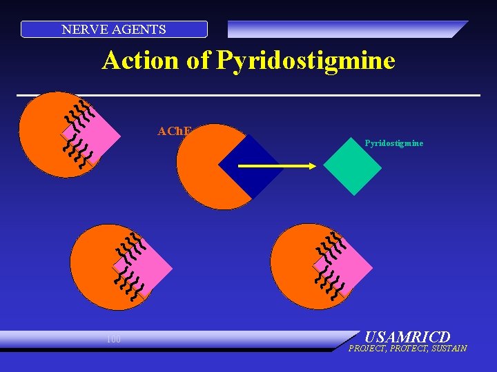 NERVE AGENTS Action of Pyridostigmine ACh. E Pyridostigmine 100 USAMRICD PROJECT, PROTECT, SUSTAIN 