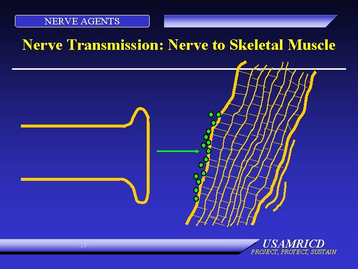 NERVE AGENTS Nerve Transmission: Nerve to Skeletal Muscle 19 USAMRICD PROJECT, PROTECT, SUSTAIN 