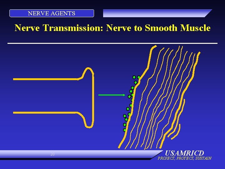 NERVE AGENTS Nerve Transmission: Nerve to Smooth Muscle 20 USAMRICD PROJECT, PROTECT, SUSTAIN 