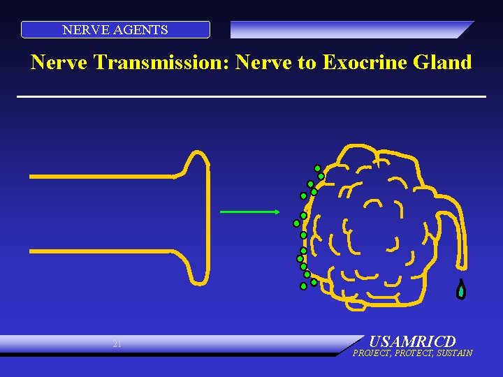 NERVE AGENTS Nerve Transmission: Nerve to Exocrine Gland 21 USAMRICD PROJECT, PROTECT, SUSTAIN 