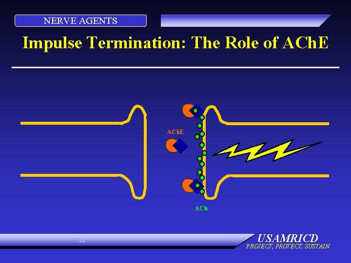 NERVE AGENTS Impulse Termination: The Role of ACh. E ACh 22 USAMRICD PROJECT, PROTECT, NERVE AGENTS Impulse Termination: The Role of ACh. E ACh 22 USAMRICD PROJECT, PROTECT,