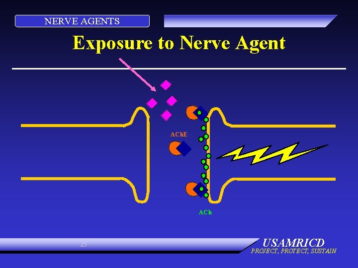 NERVE AGENTS Exposure to Nerve Agent ACh. E ACh 25 USAMRICD PROJECT, PROTECT, SUSTAIN