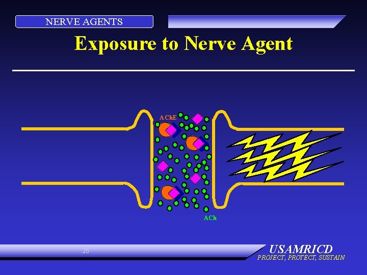 NERVE AGENTS Exposure to Nerve Agent ACh. E ACh 26 USAMRICD PROJECT, PROTECT, SUSTAIN