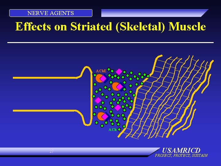 NERVE AGENTS Effects on Striated (Skeletal) Muscle ACh. E ACh 27 USAMRICD PROJECT, PROTECT,