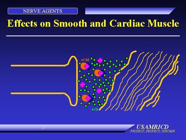 NERVE AGENTS Effects on Smooth and Cardiac Muscle ACh. E ACh 28 USAMRICD PROJECT,