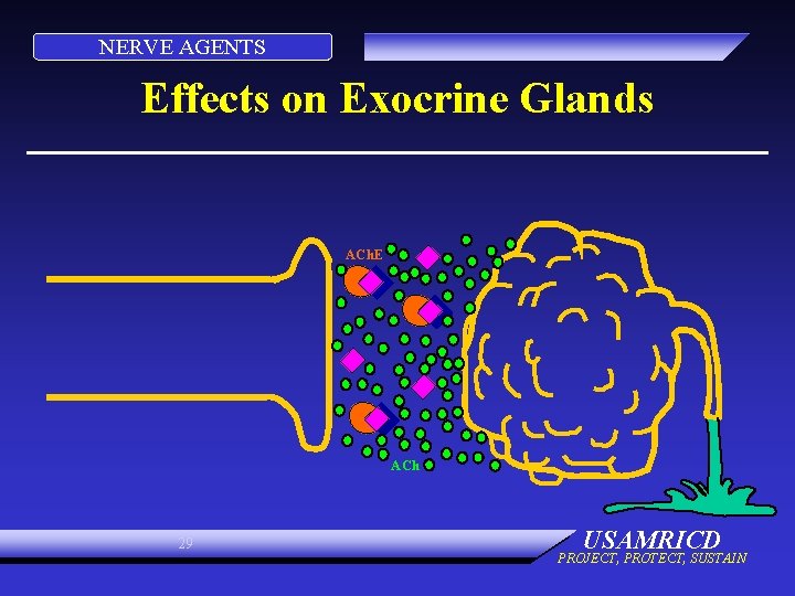 NERVE AGENTS Effects on Exocrine Glands ACh. E ACh 29 USAMRICD PROJECT, PROTECT, SUSTAIN