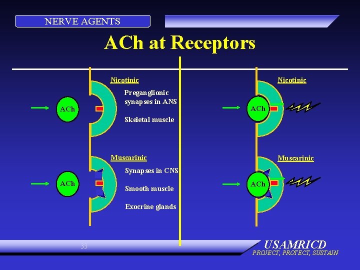 NERVE AGENTS ACh at Receptors Nicotinic Preganglionic synapses in ANS ACh Nicotinic ACh Skeletal