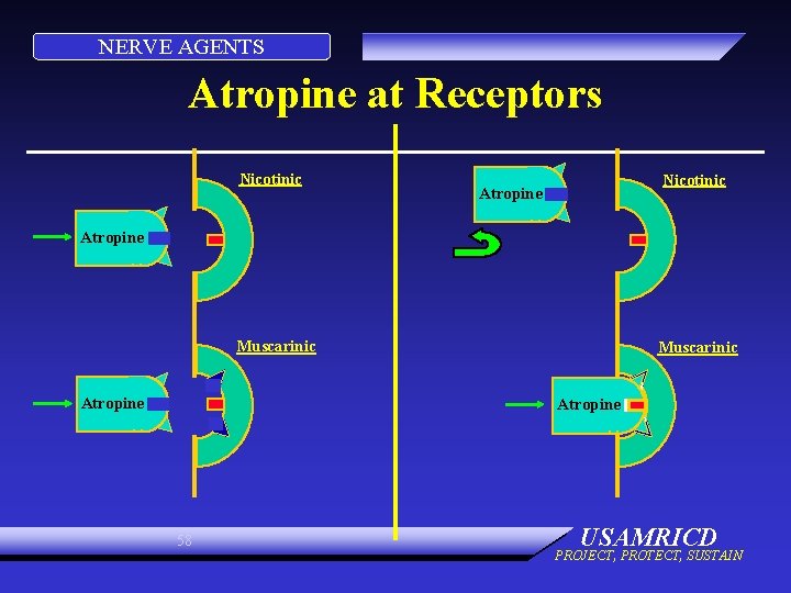 NERVE AGENTS Atropine at Receptors Nicotinic Atropine Muscarinic Atropine 58 USAMRICD PROJECT, PROTECT, SUSTAIN