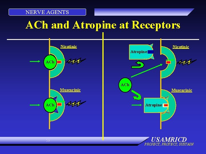 NERVE AGENTS ACh and Atropine at Receptors Nicotinic Atropine ACh Muscarinic ACh 59 Muscarinic