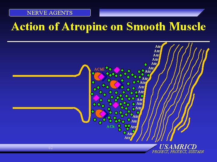 NERVE AGENTS Action of Atropine on Smooth Muscle Atr Atr ACh. E Atr Atr NERVE AGENTS Action of Atropine on Smooth Muscle Atr Atr ACh. E Atr Atr