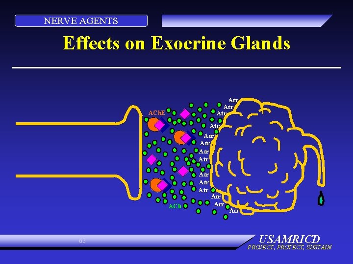 NERVE AGENTS Effects on Exocrine Glands Atr Atr ACh. E Atr Atr ACh 63