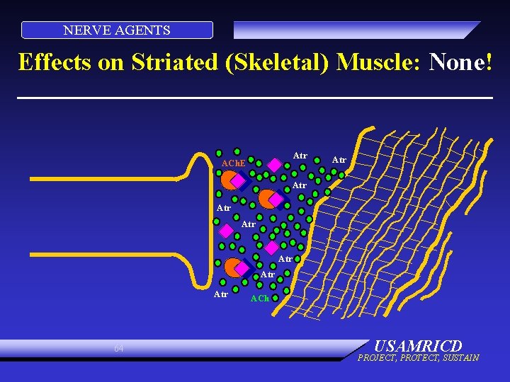 NERVE AGENTS Effects on Striated (Skeletal) Muscle: None! Atr ACh. E Atr Atr 64