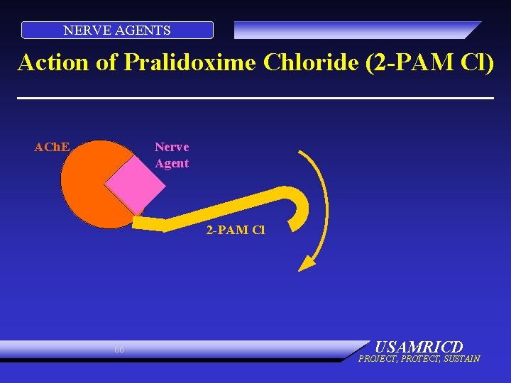 NERVE AGENTS Action of Pralidoxime Chloride (2 -PAM Cl) Nerve Agent ACh. E 2