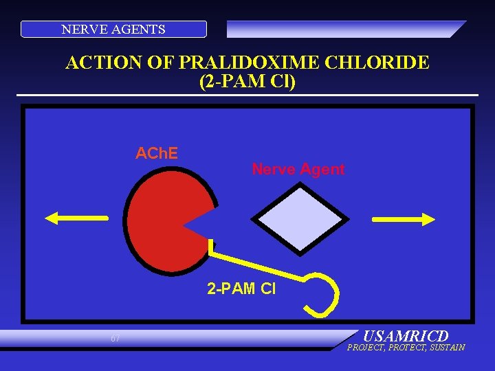 NERVE AGENTS ACTION OF PRALIDOXIME CHLORIDE (2 -PAM Cl) ACh. E Nerve Agent 2